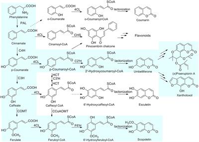 Cloning, Functional Characterization and Site-Directed Mutagenesis of 4-Coumarate: Coenzyme A Ligase (4CL) Involved in Coumarin Biosynthesis in Peucedanum praeruptorum Dunn